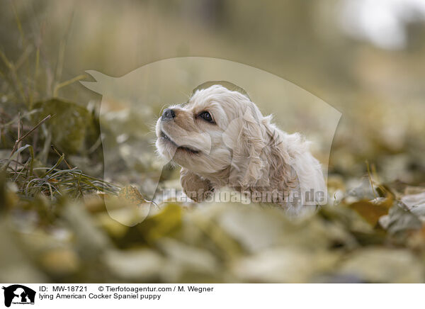 liegender American Cocker Spaniel Welpe / lying American Cocker Spaniel puppy / MW-18721