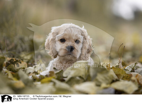 liegender American Cocker Spaniel Welpe / lying American Cocker Spaniel puppy / MW-18723