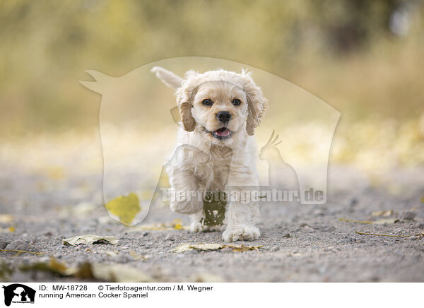 laufender American Cocker Spaniel / running American Cocker Spaniel / MW-18728