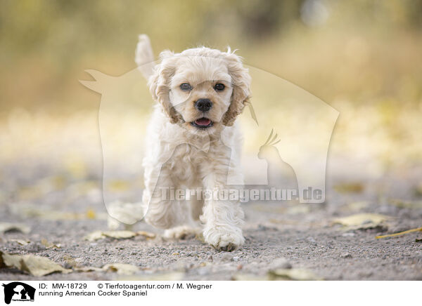 laufender American Cocker Spaniel / running American Cocker Spaniel / MW-18729