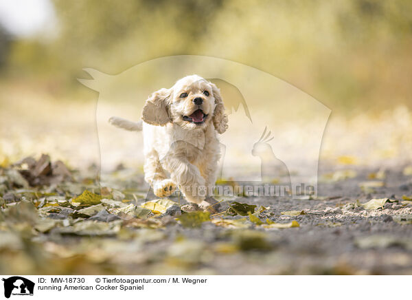 rennender American Cocker Spaniel / running American Cocker Spaniel / MW-18730