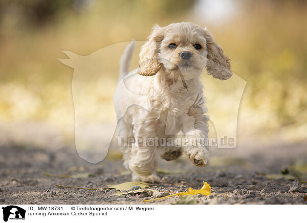 rennender American Cocker Spaniel / running American Cocker Spaniel / MW-18731