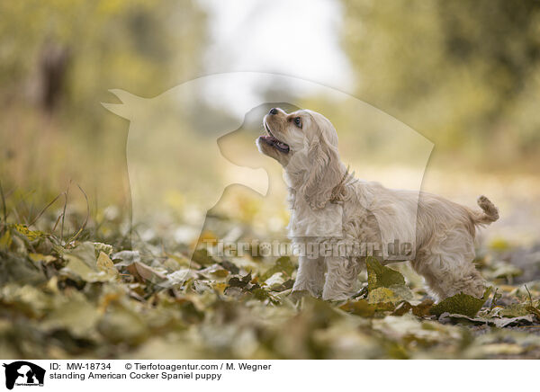 stehender American Cocker Spaniel Welpe / standing American Cocker Spaniel puppy / MW-18734