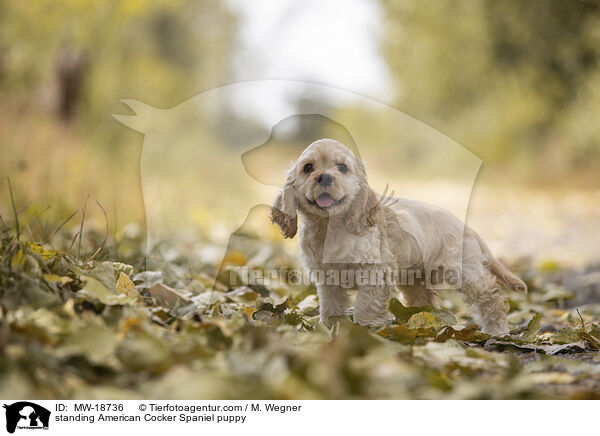 stehender American Cocker Spaniel Welpe / standing American Cocker Spaniel puppy / MW-18736