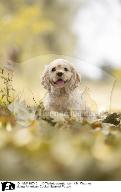 sitzender American Cocker Spaniel Welpe / sitting American Cocker Spaniel Puppy / MW-18746