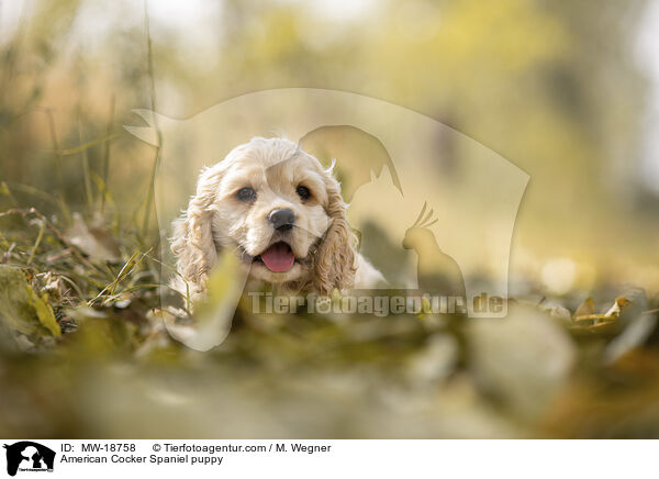 American Cocker Spaniel Welpe / American Cocker Spaniel puppy / MW-18758