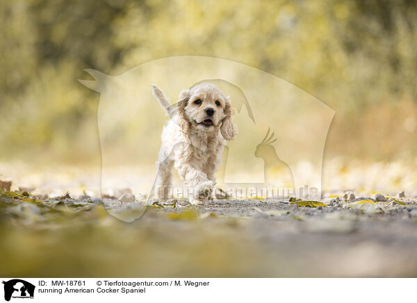 laufender American Cocker Spaniel / running American Cocker Spaniel / MW-18761