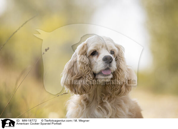 American Cocker Spaniel Portrait / American Cocker Spaniel Portrait / MW-18772