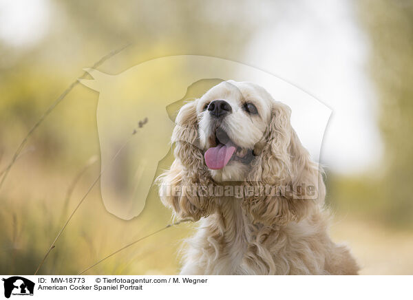 American Cocker Spaniel Portrait / American Cocker Spaniel Portrait / MW-18773