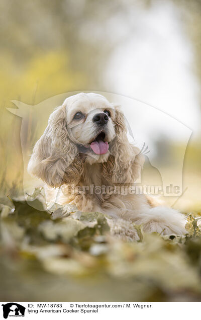 liegender American Cocker Spaniel / lying American Cocker Spaniel / MW-18783