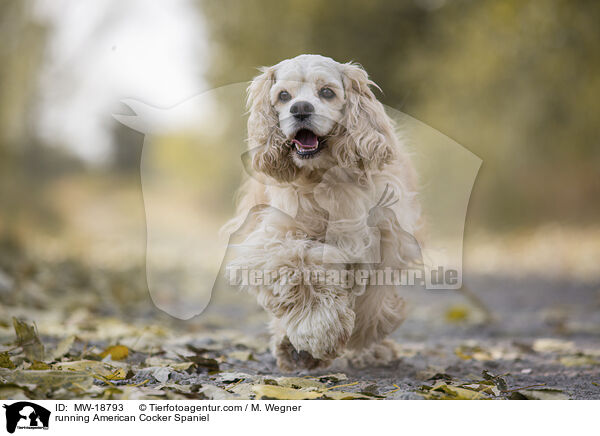 rennender American Cocker Spaniel / running American Cocker Spaniel / MW-18793