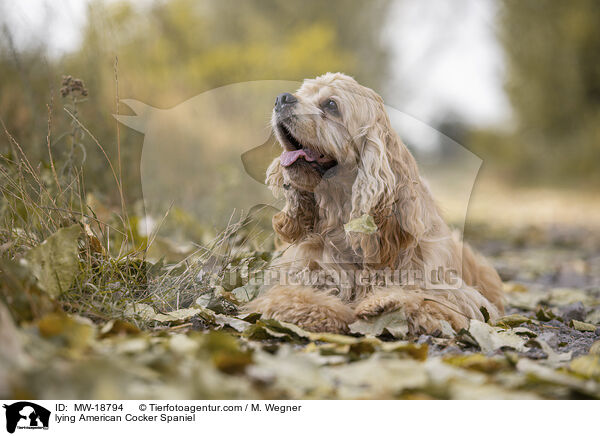 liegender American Cocker Spaniel / lying American Cocker Spaniel / MW-18794