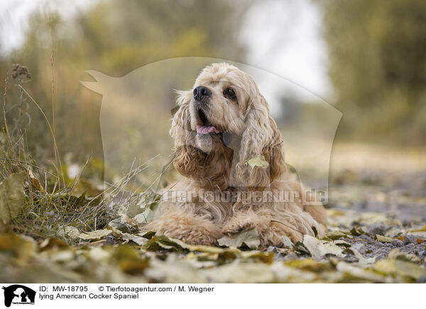 liegender American Cocker Spaniel / lying American Cocker Spaniel / MW-18795