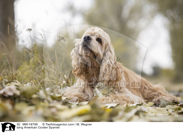 liegender American Cocker Spaniel / lying American Cocker Spaniel / MW-18796