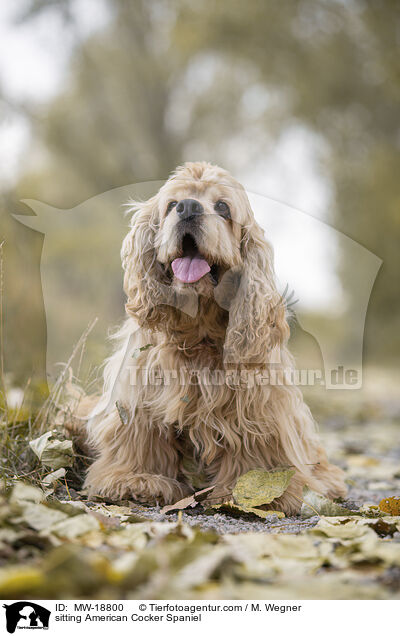 sitzender American Cocker Spaniel / sitting American Cocker Spaniel / MW-18800