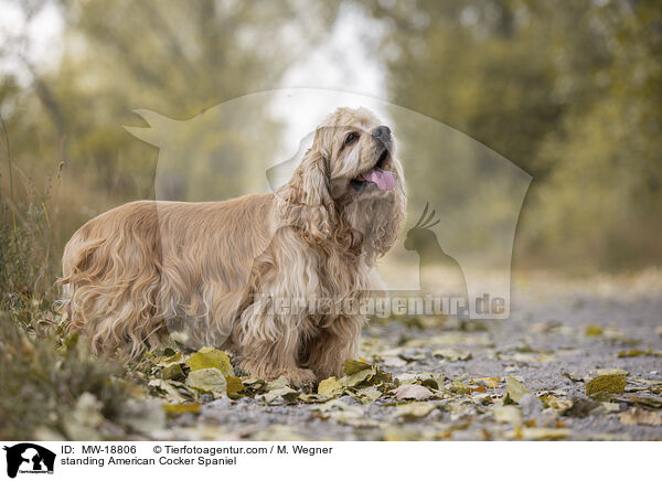 stehender American Cocker Spaniel / standing American Cocker Spaniel / MW-18806