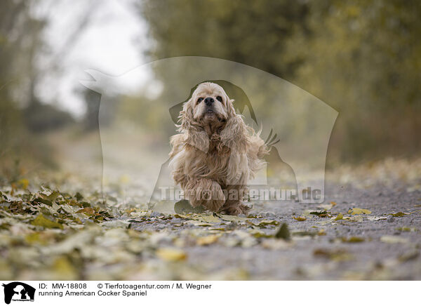 rennender American Cocker Spaniel / running American Cocker Spaniel / MW-18808