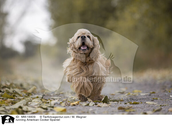 rennender American Cocker Spaniel / running American Cocker Spaniel / MW-18809