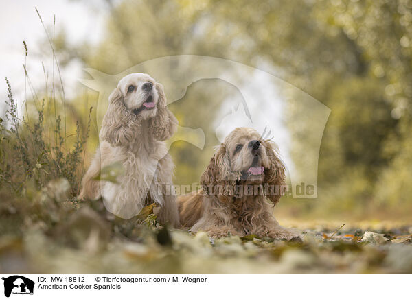 American Cocker Spaniels / American Cocker Spaniels / MW-18812