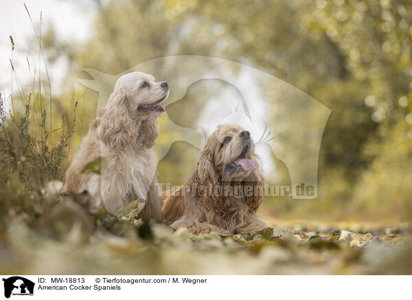 American Cocker Spaniels / American Cocker Spaniels / MW-18813