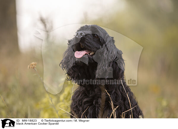 black American Cocker Spaniel / MW-18823