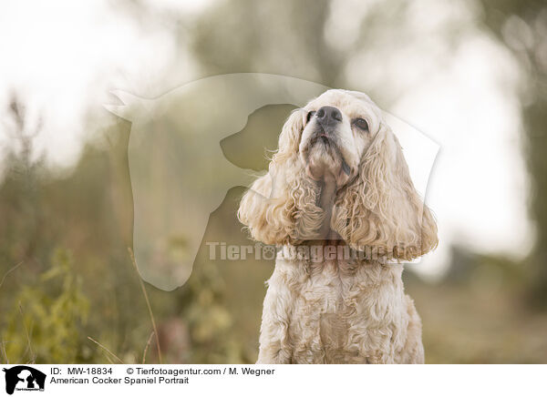 American Cocker Spaniel Portrait / American Cocker Spaniel Portrait / MW-18834