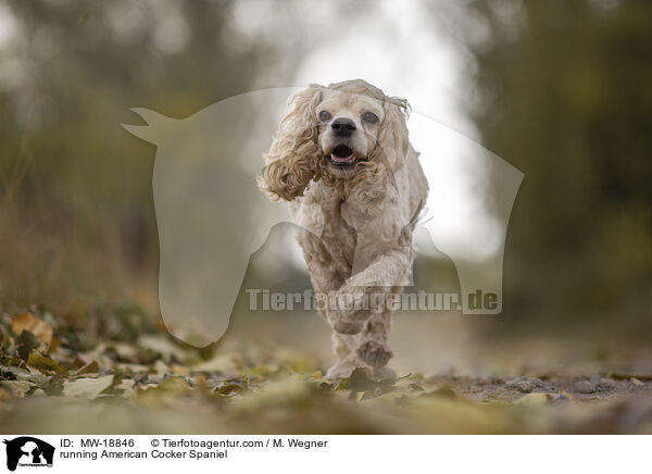 rennender American Cocker Spaniel / running American Cocker Spaniel / MW-18846