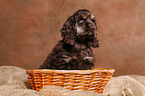 Spaniel in basket