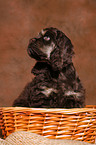 Spaniel in basket