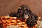 Spaniel in basket