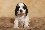 sitting Spaniel puppy