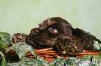 Spaniel in basket