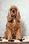 sitting American Cocker Spaniel