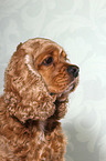 American Cocker Spaniel Portrait