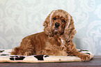 lying American Cocker Spaniel