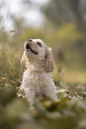 sitting American Cocker Spaniel Puppy