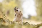 sitting American Cocker Spaniel Puppy