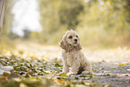 sitting American Cocker Spaniel Puppy