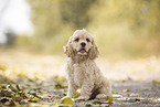 sitting American Cocker Spaniel Puppy