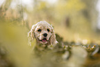 American Cocker Spaniel puppy