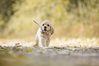 running American Cocker Spaniel