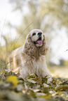 standing American Cocker Spaniel