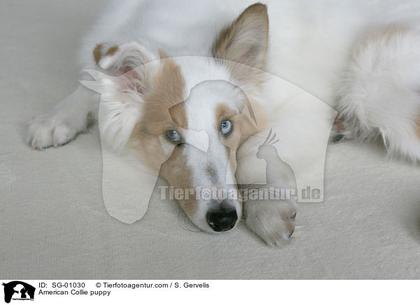 Amerikanischer Collie Welpe / American Collie puppy / SG-01030