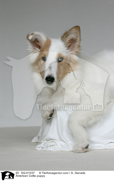 Amerikanischer Collie Welpe / American Collie puppy / SG-01037