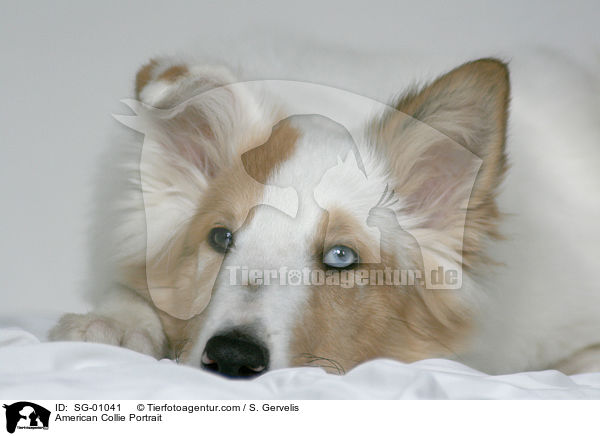 Amerikanischer Collie Portrait / American Collie Portrait / SG-01041