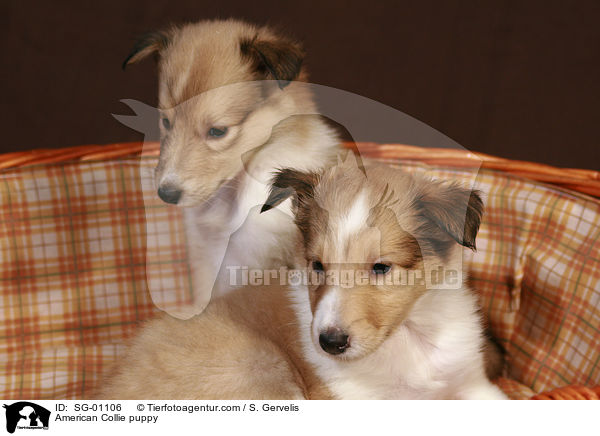 Amerikanischer Collie Welpe / American Collie puppy / SG-01106