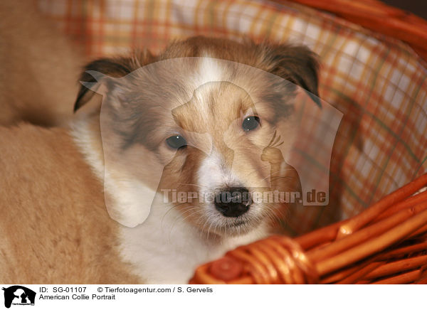 American Collie Portrait / SG-01107