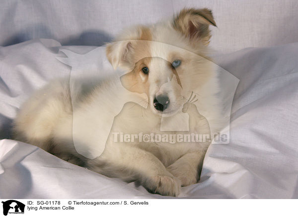 lying American Collie / SG-01178