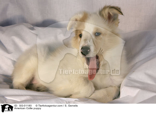 Amerikanischer Collie Welpe / American Collie puppy / SG-01180