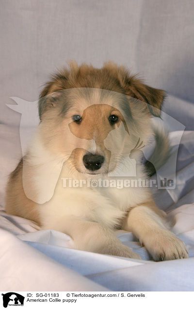 Amerikanischer Collie Welpe / American Collie puppy / SG-01183